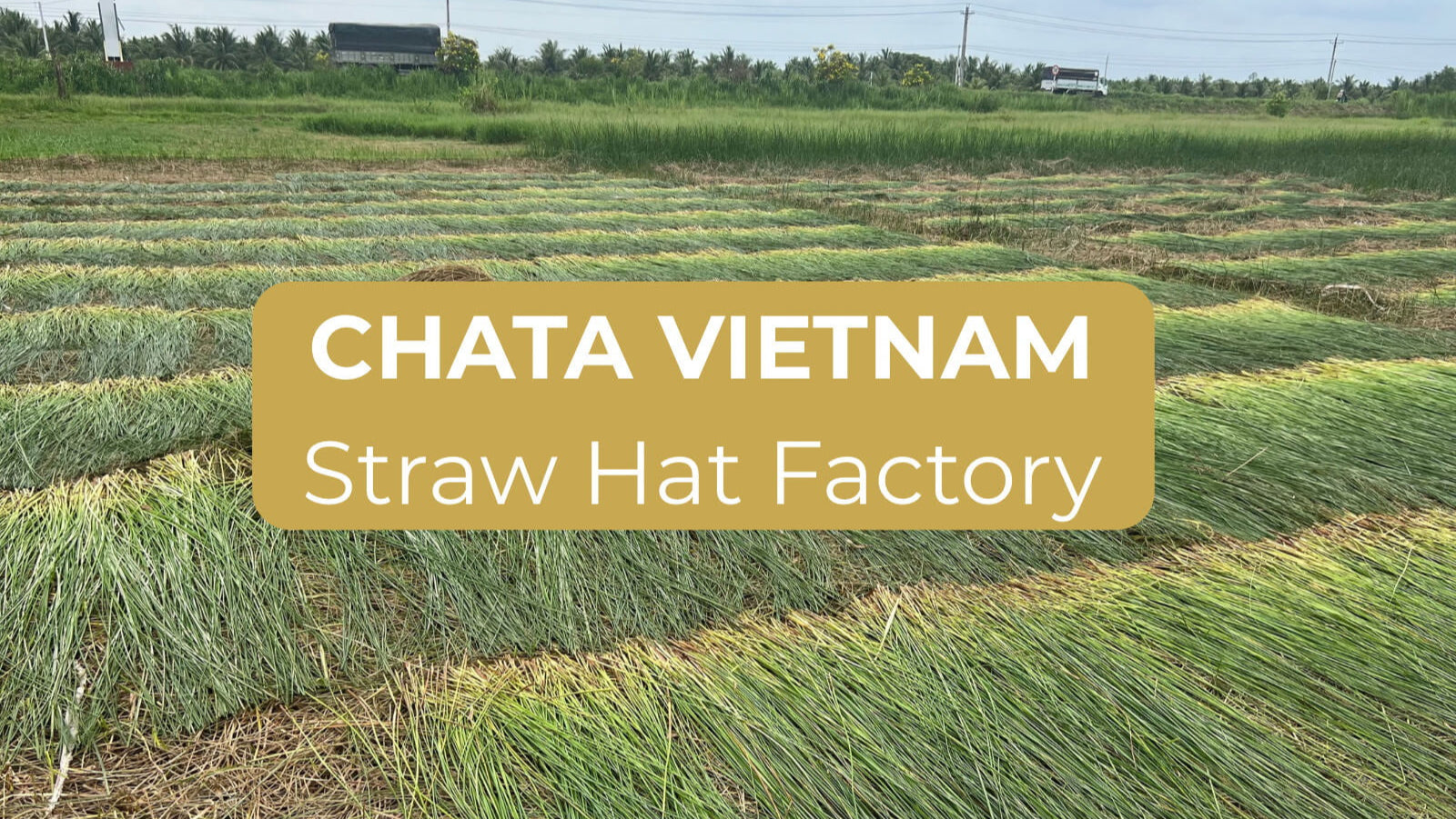 Load video: CHATA Vietnam straw hat factory – handwoven straw hats wholesale and OEM supplier